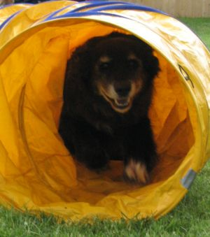 Hund Tequila im Tunnel